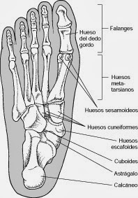 dolor en los huesos de la planta del pie